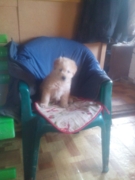 Мишелька дома