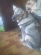 РЕСИК